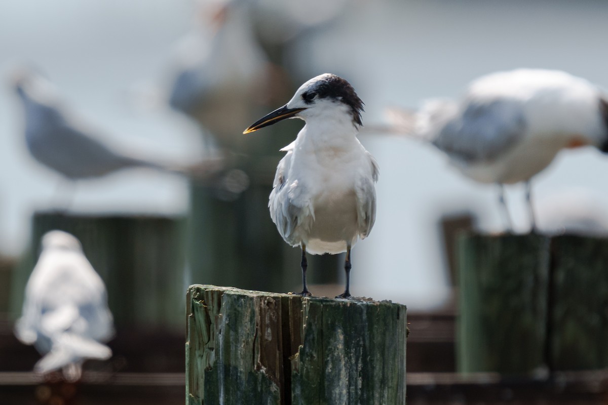 Sandwich Tern - ML643519221