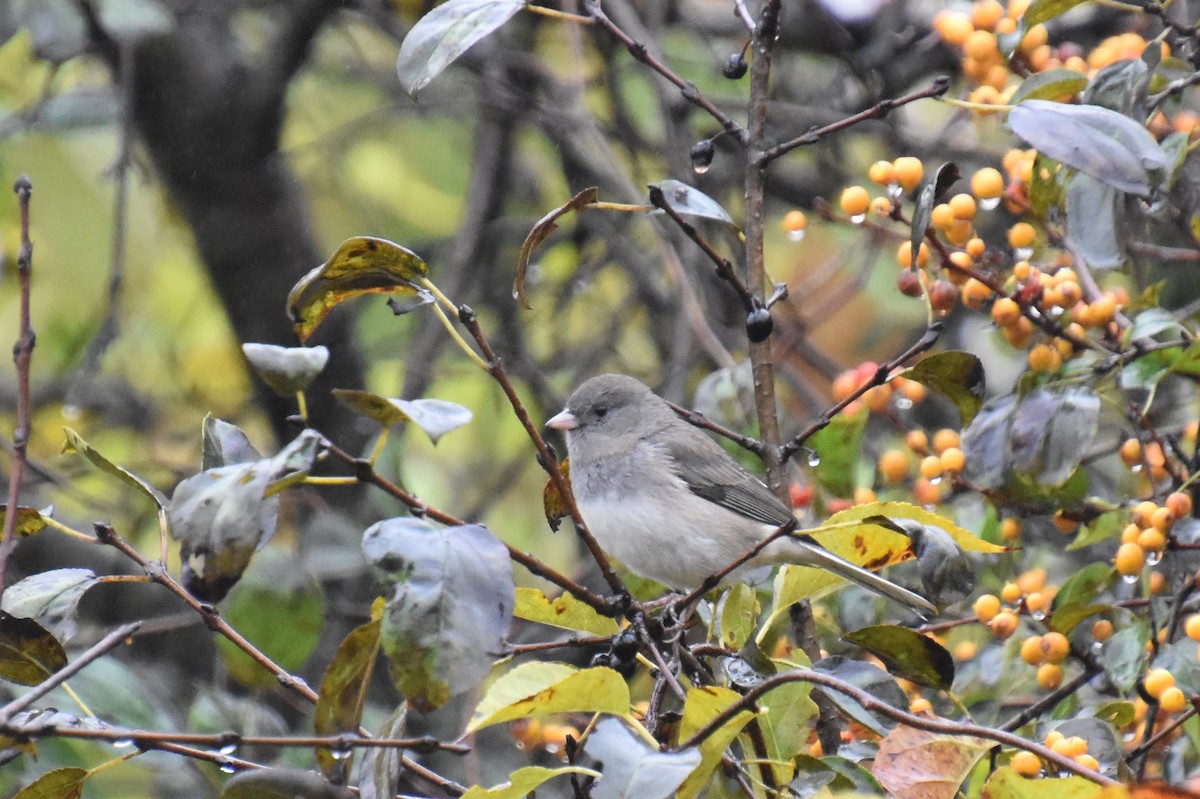 strnadec zimní (ssp. hyemalis/carolinensis) - ML643519223