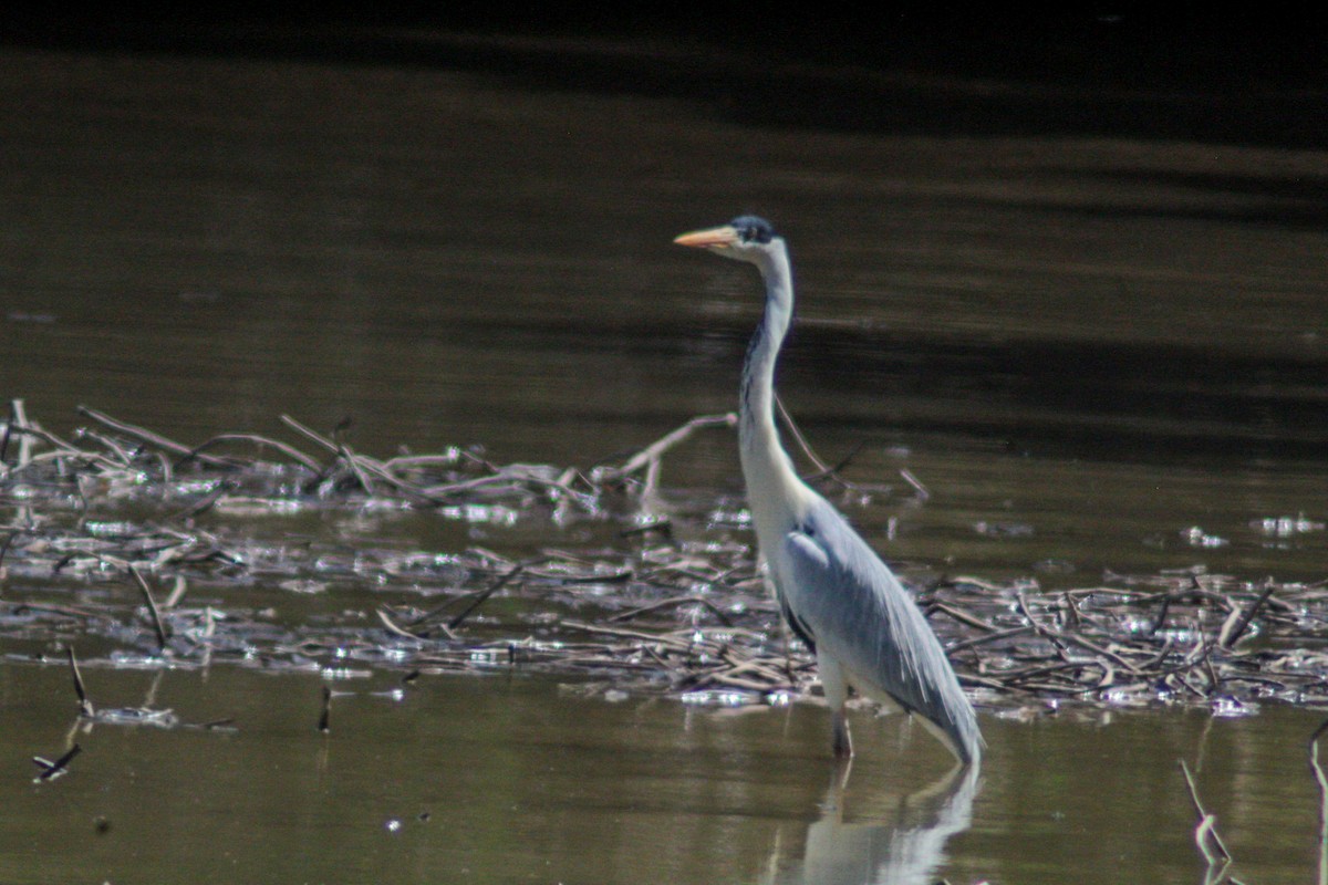 Cocoi Heron - ML643519227