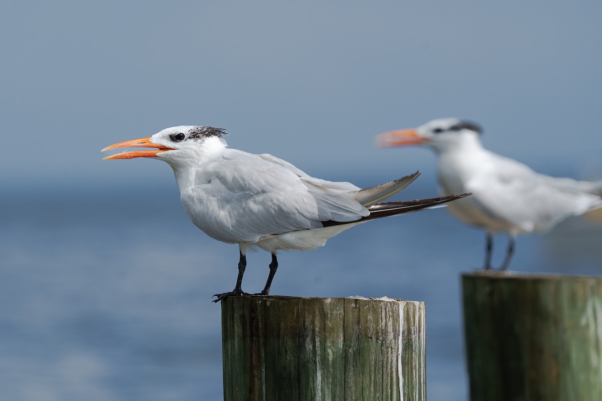 Royal Tern - ML643519242