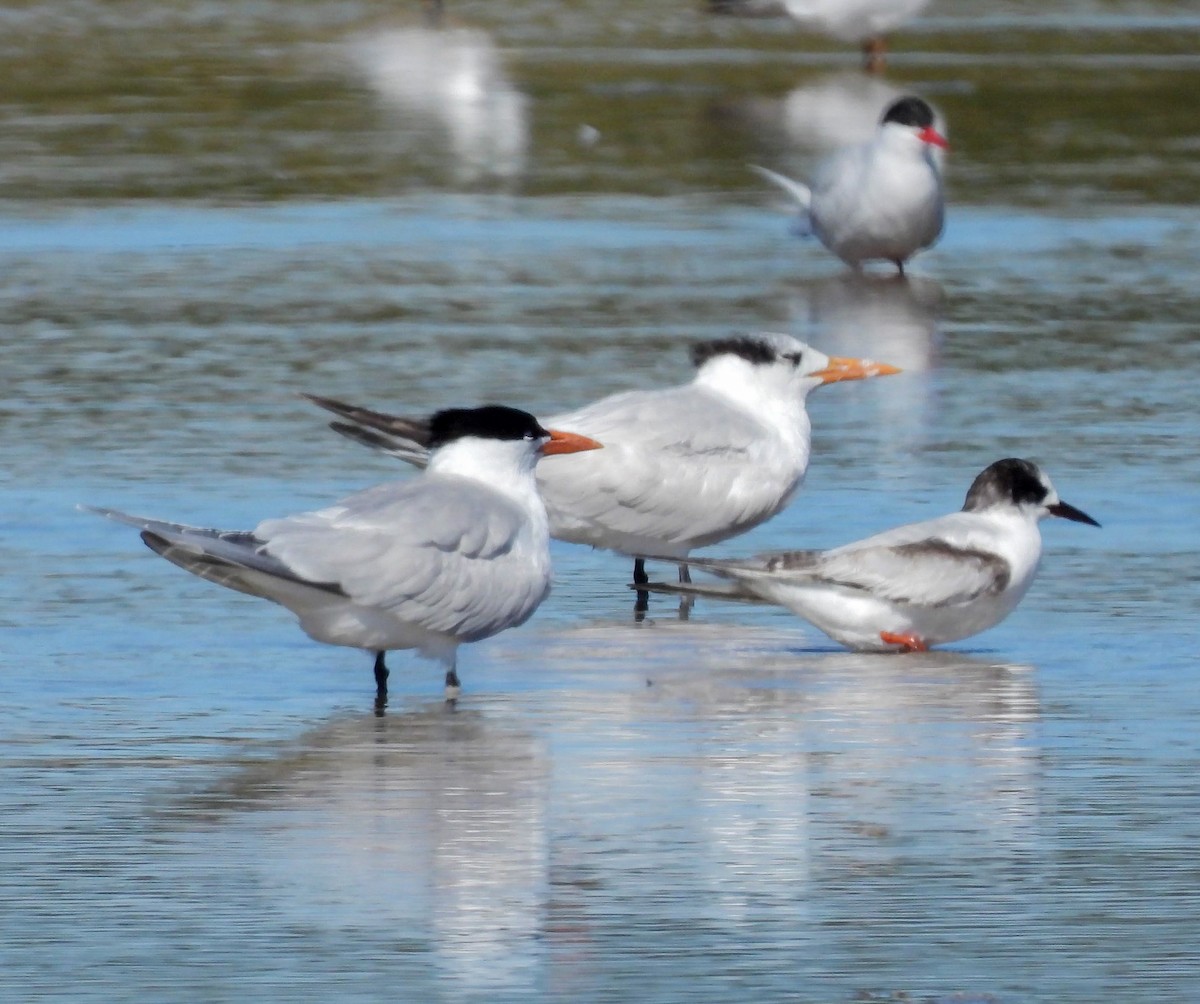 rybák královský - ML643519246