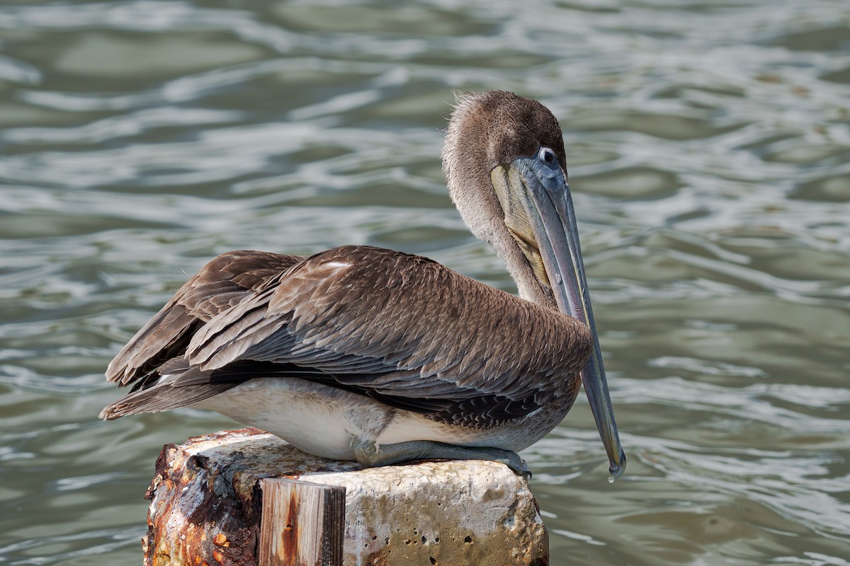 Brown Pelican - ML643519248
