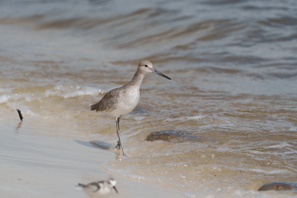 Willet - ML643519280