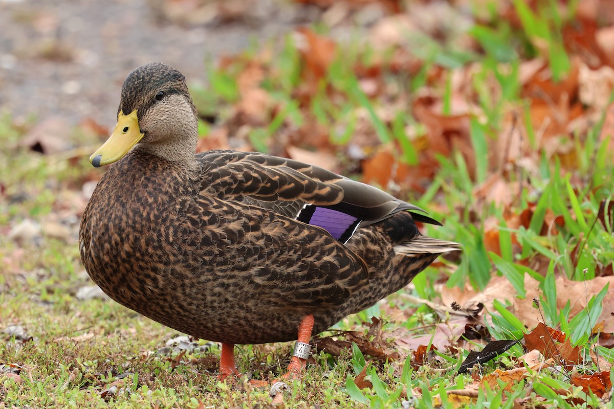 Зэрлэг нугас - ML643519289