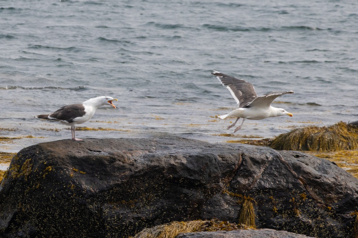 Great Black-backed Gull - ML643519306