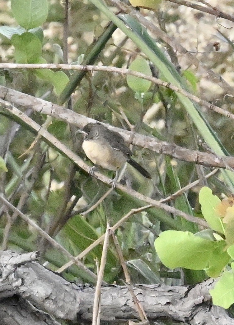 Black-throated Saltator - ML643519314