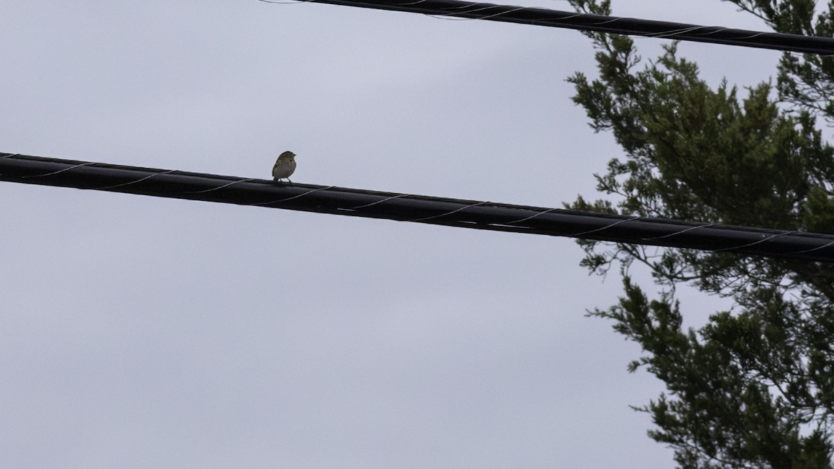 Field Sparrow - ML643519328