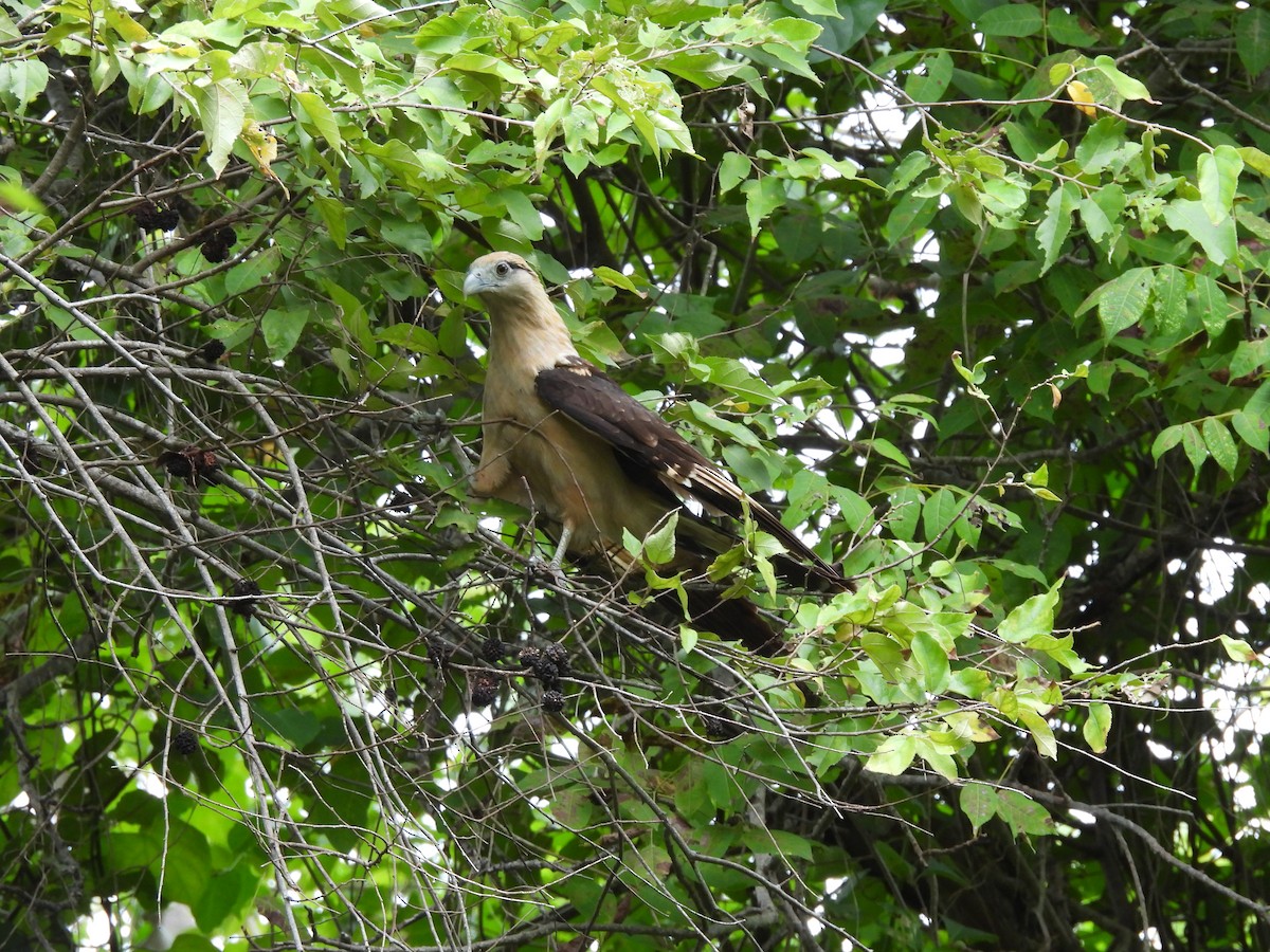Yellow-headed Caracara - ML643519329
