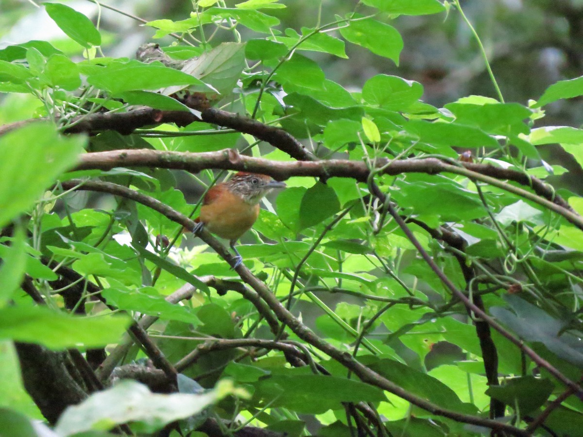 Barred Antshrike - ML643519330