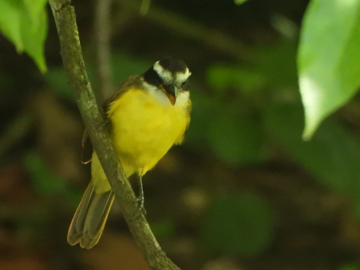Lesser Kiskadee - ML643519335