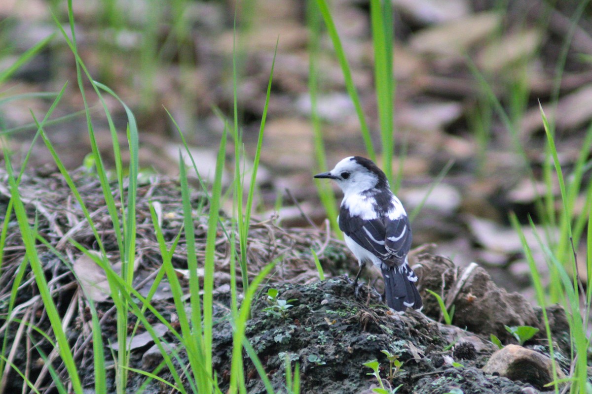 Pied Water-Tyrant - ML643519348