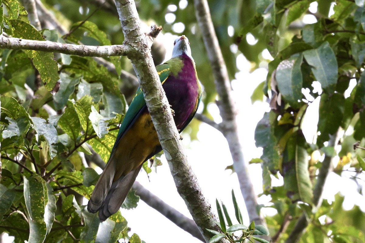 Wompoo Fruit-Dove - ML643519351
