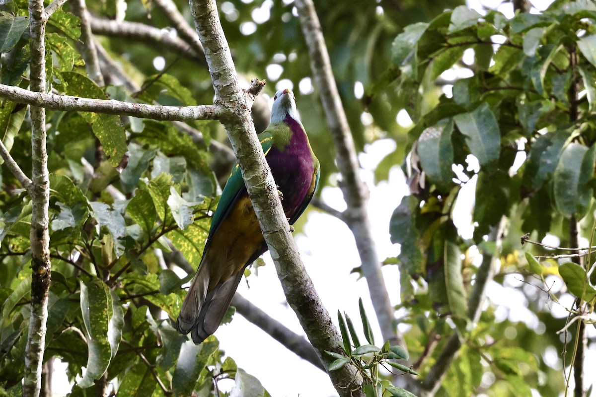 Wompoo Fruit-Dove - ML643519352
