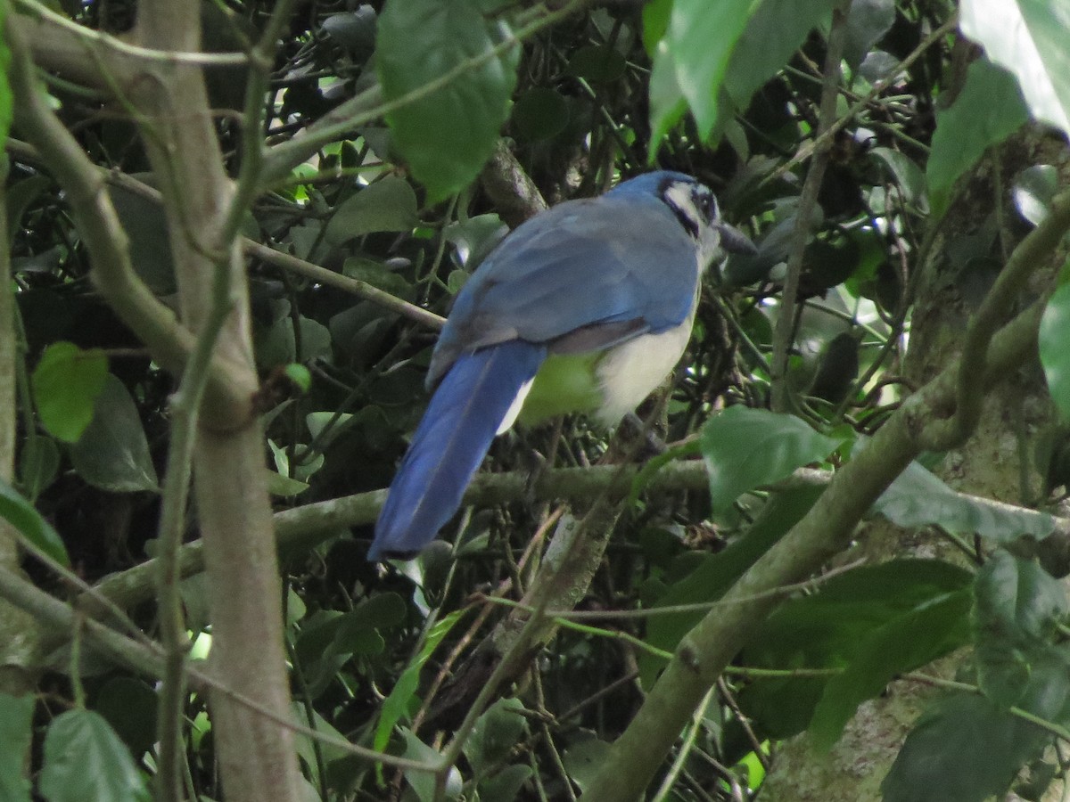 White-throated Magpie-Jay - ML643519355