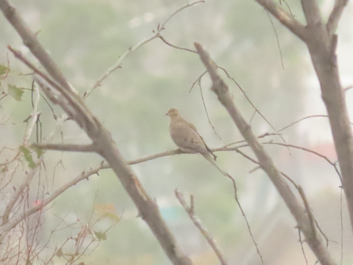 Mourning Dove - ML643519364