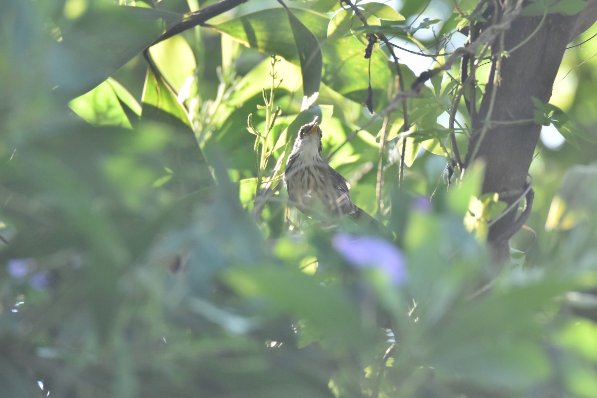 Puff-throated Babbler - ML643519366