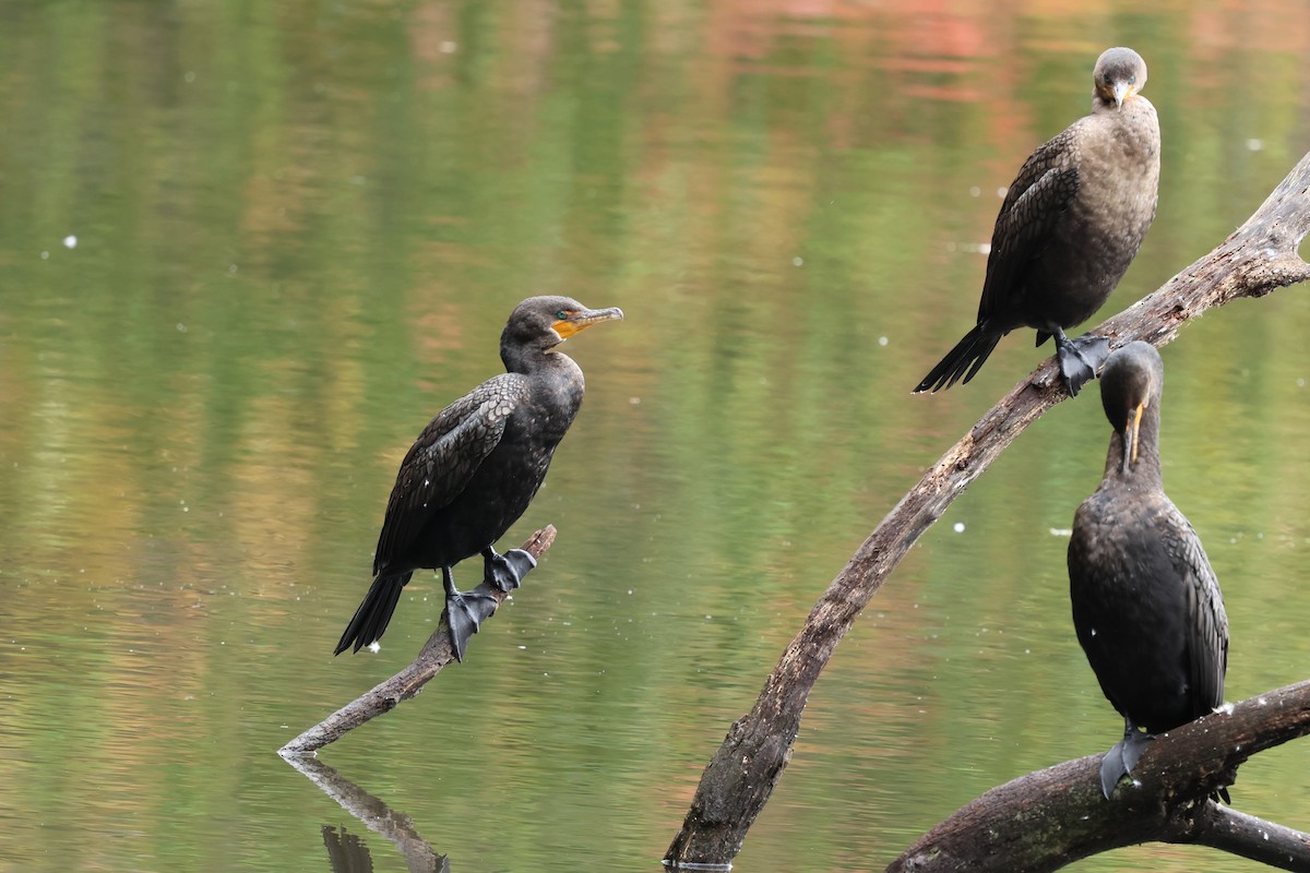 Double-crested Cormorant - ML643519368