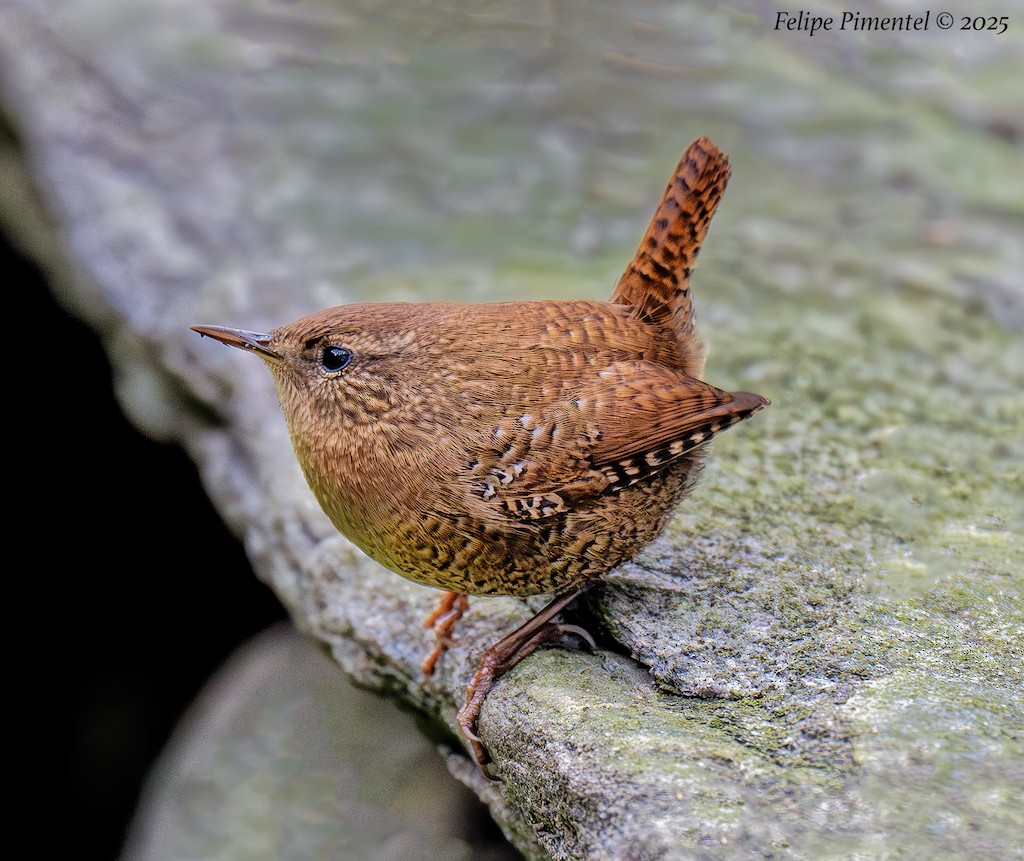 Winter Wren - ML643519369