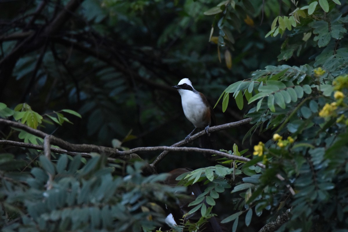 White-crested Laughingthrush - ML643519377