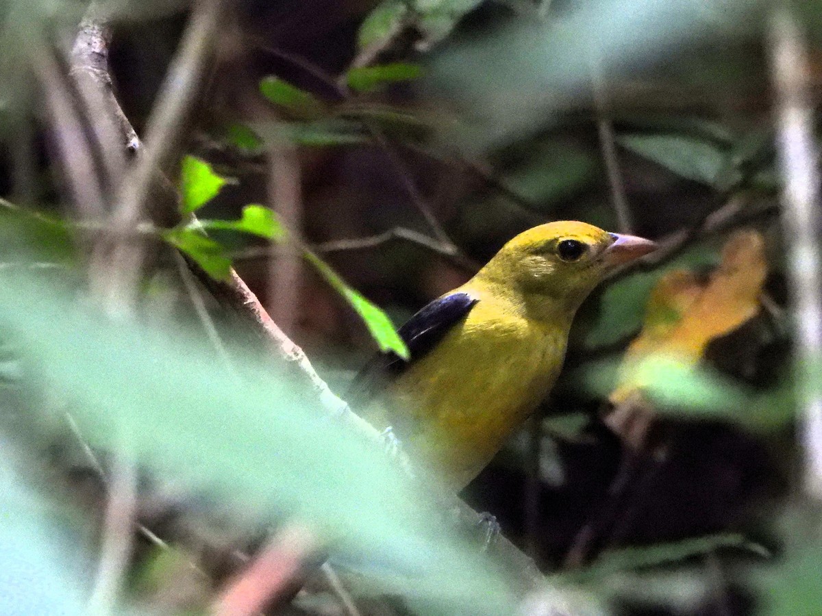 Scarlet Tanager - ML643519378