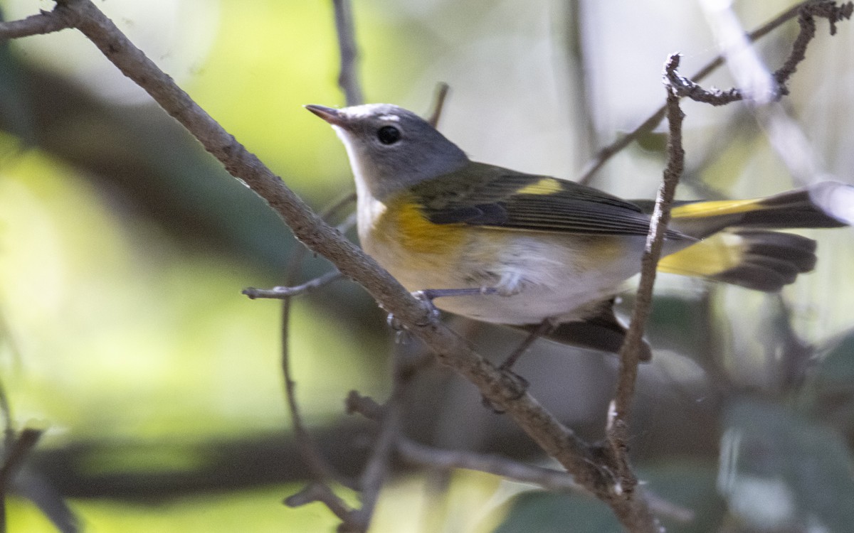 American Redstart - ML643519383
