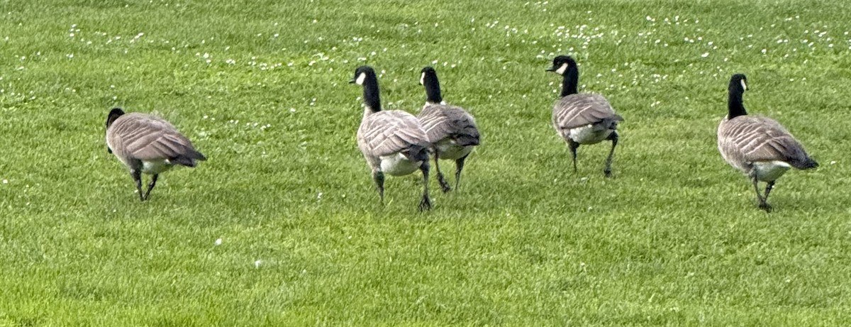 Cackling Goose (Aleutian) - ML643519393