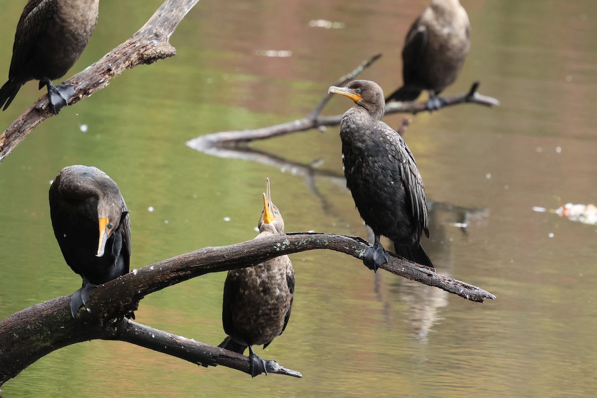 Double-crested Cormorant - ML643519402