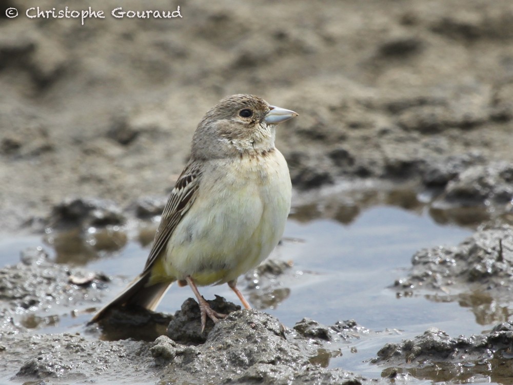 Red-headed Bunting - ML64351941