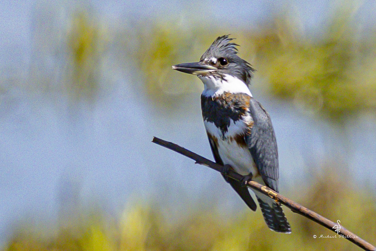Belted Kingfisher - ML643519420