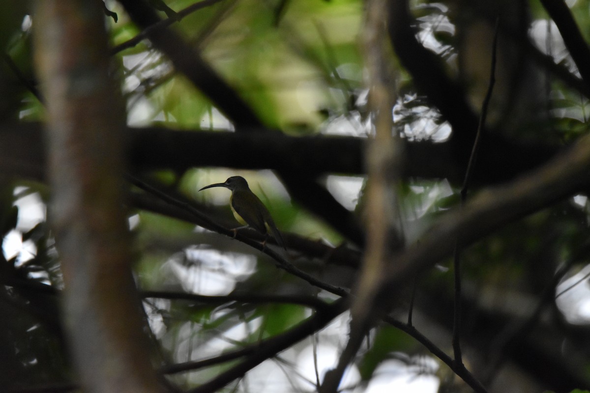 Little Spiderhunter - ML643519426