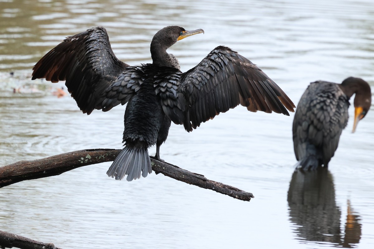 Double-crested Cormorant - ML643519428
