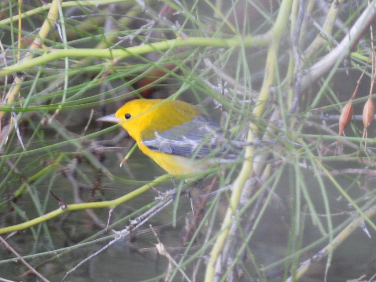 Prothonotary Warbler - ML643519453