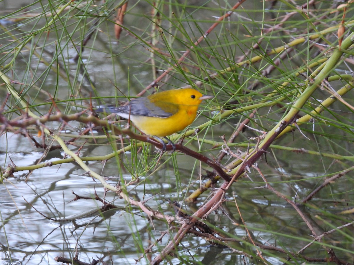 Prothonotary Warbler - ML643519458