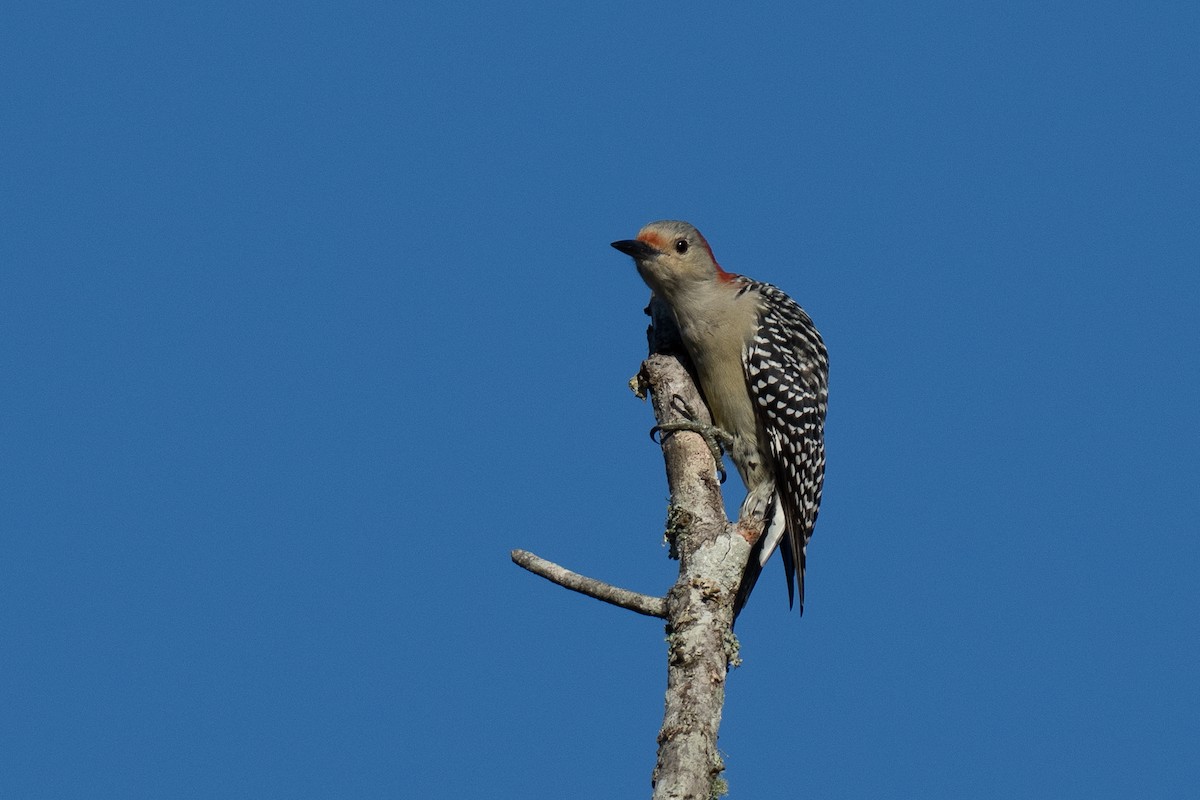 Red-bellied Woodpecker - ML643519459
