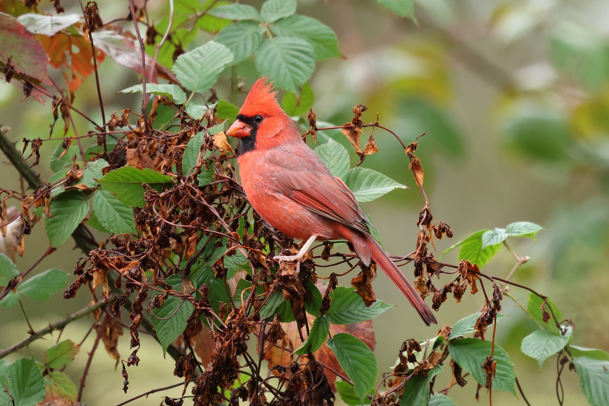 Northern Cardinal - ML643519464