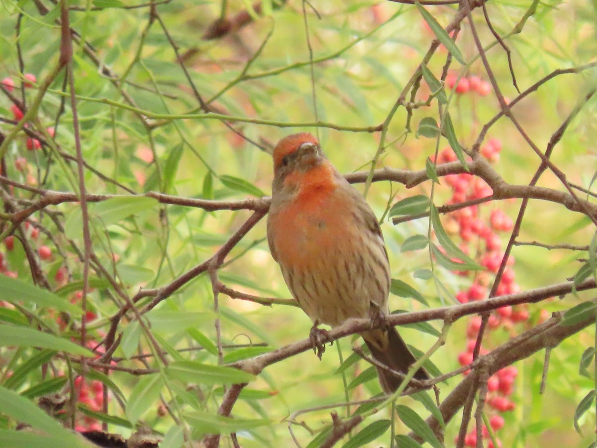 House Finch - ML643519465
