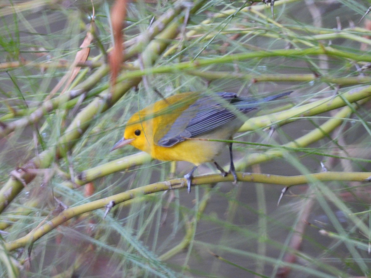Prothonotary Warbler - ML643519469