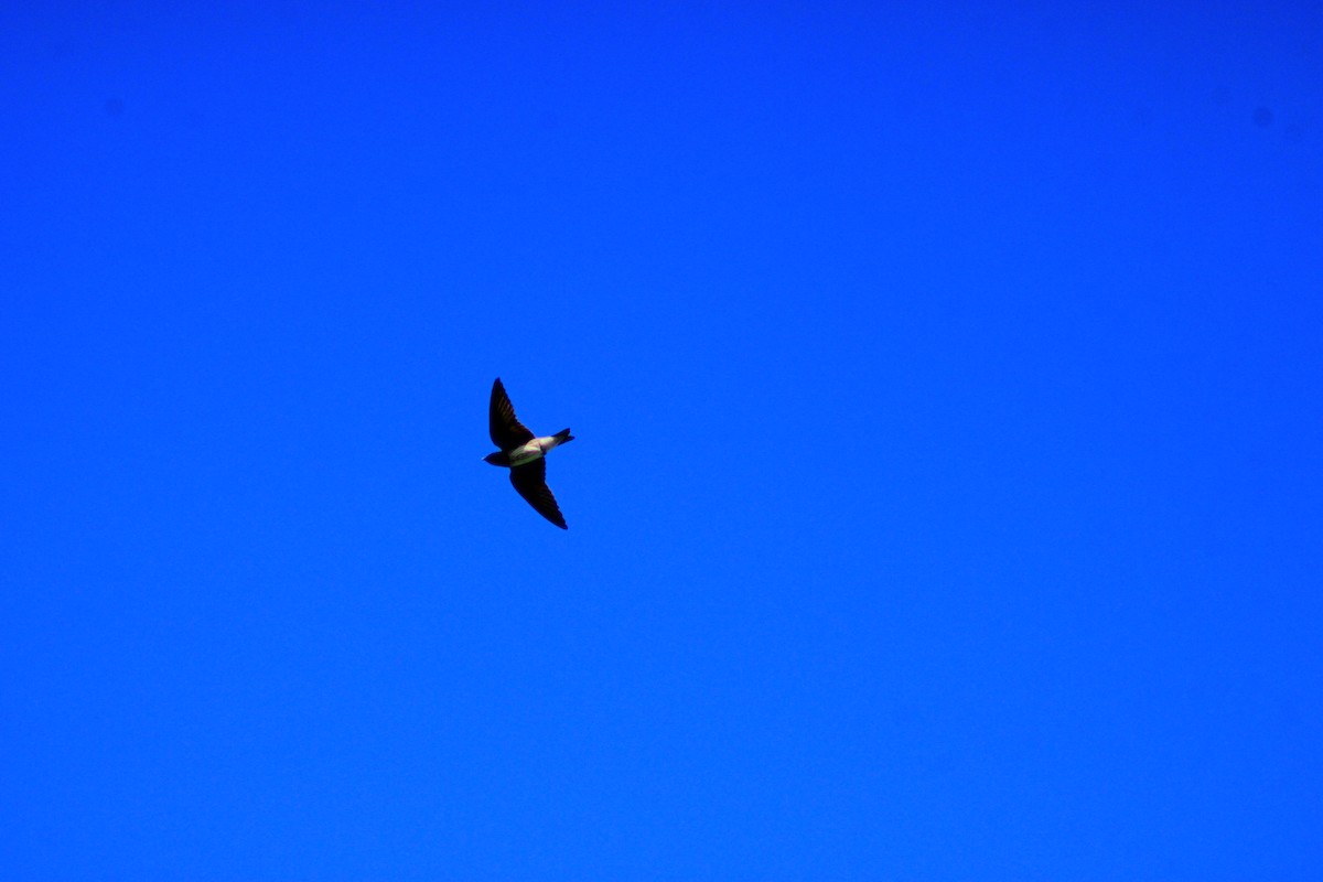 Purple Martin - ML643519470