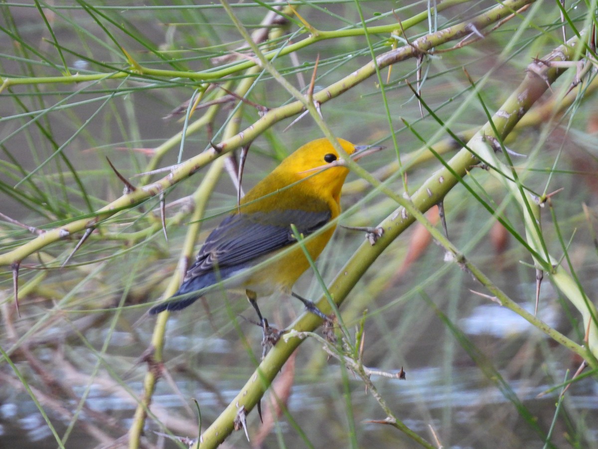 Prothonotary Warbler - ML643519495