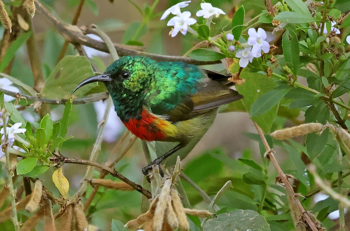 Forest Double-collared Sunbird - ML643519497