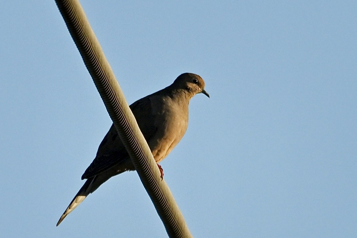 Mourning Dove - ML643519499