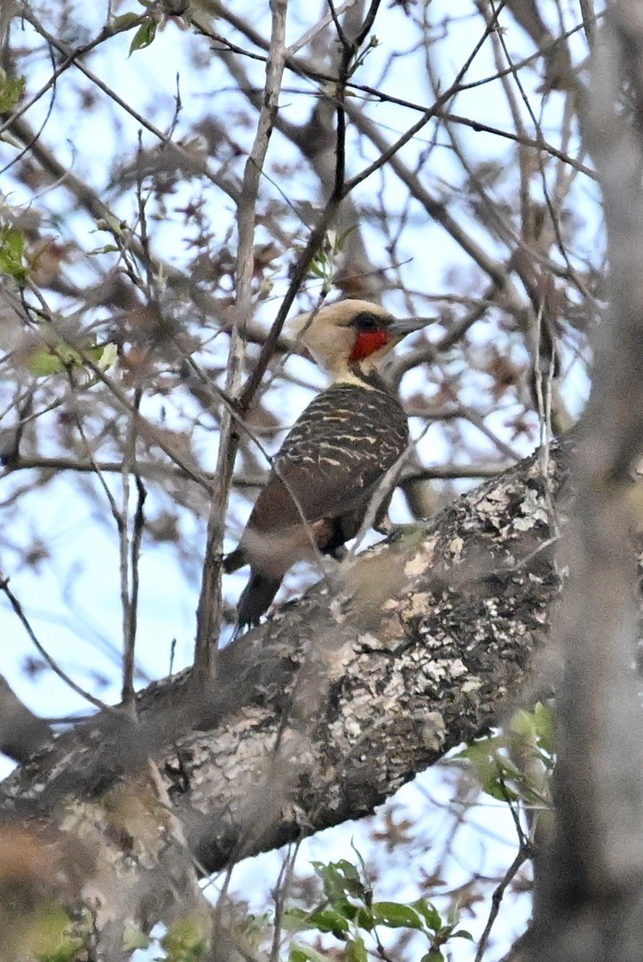 Pale-crested Woodpecker - ML643519500