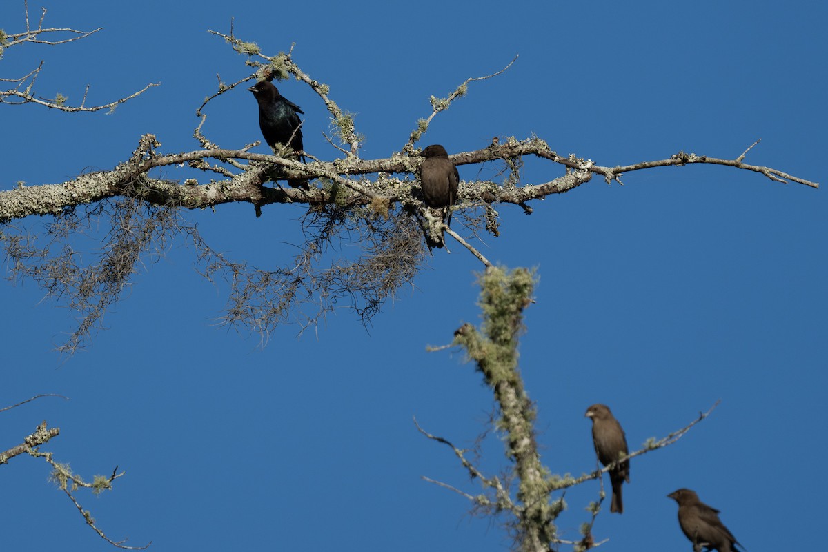 Brown-headed Cowbird - ML643519501