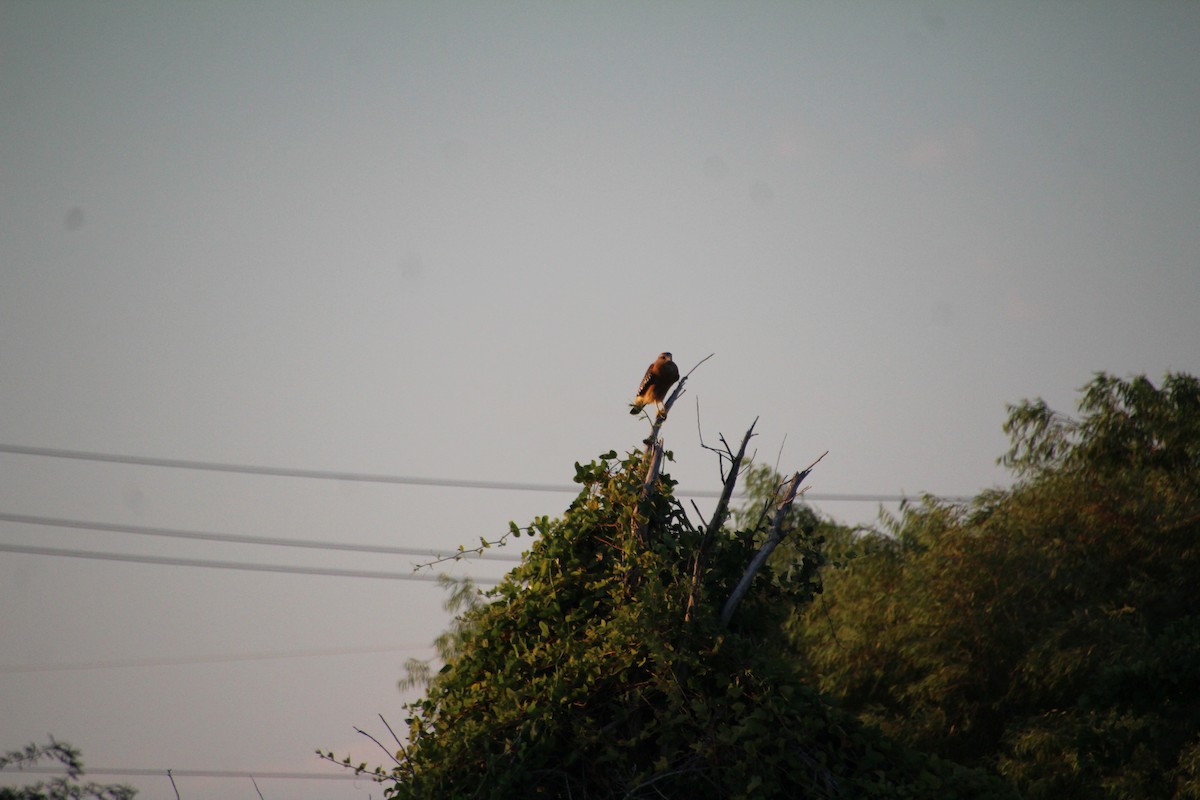 Red-shouldered Hawk - ML643519506