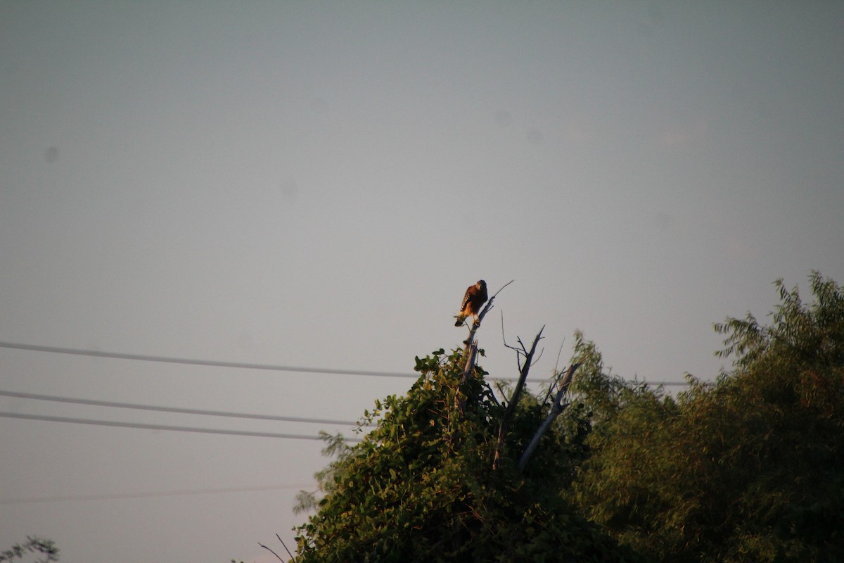 Red-shouldered Hawk - ML643519507