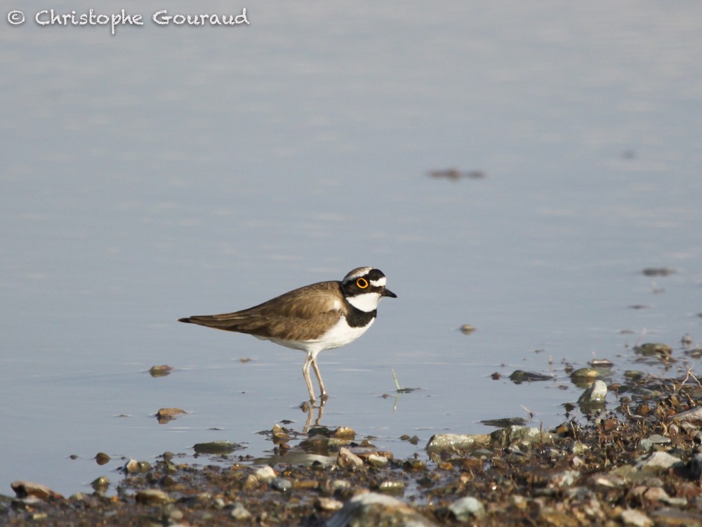 Little Ringed Plover - ML64351951