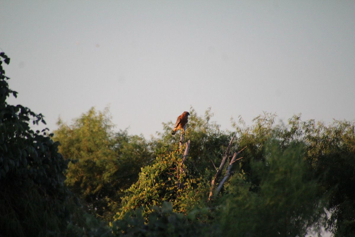 Red-shouldered Hawk - ML643519518