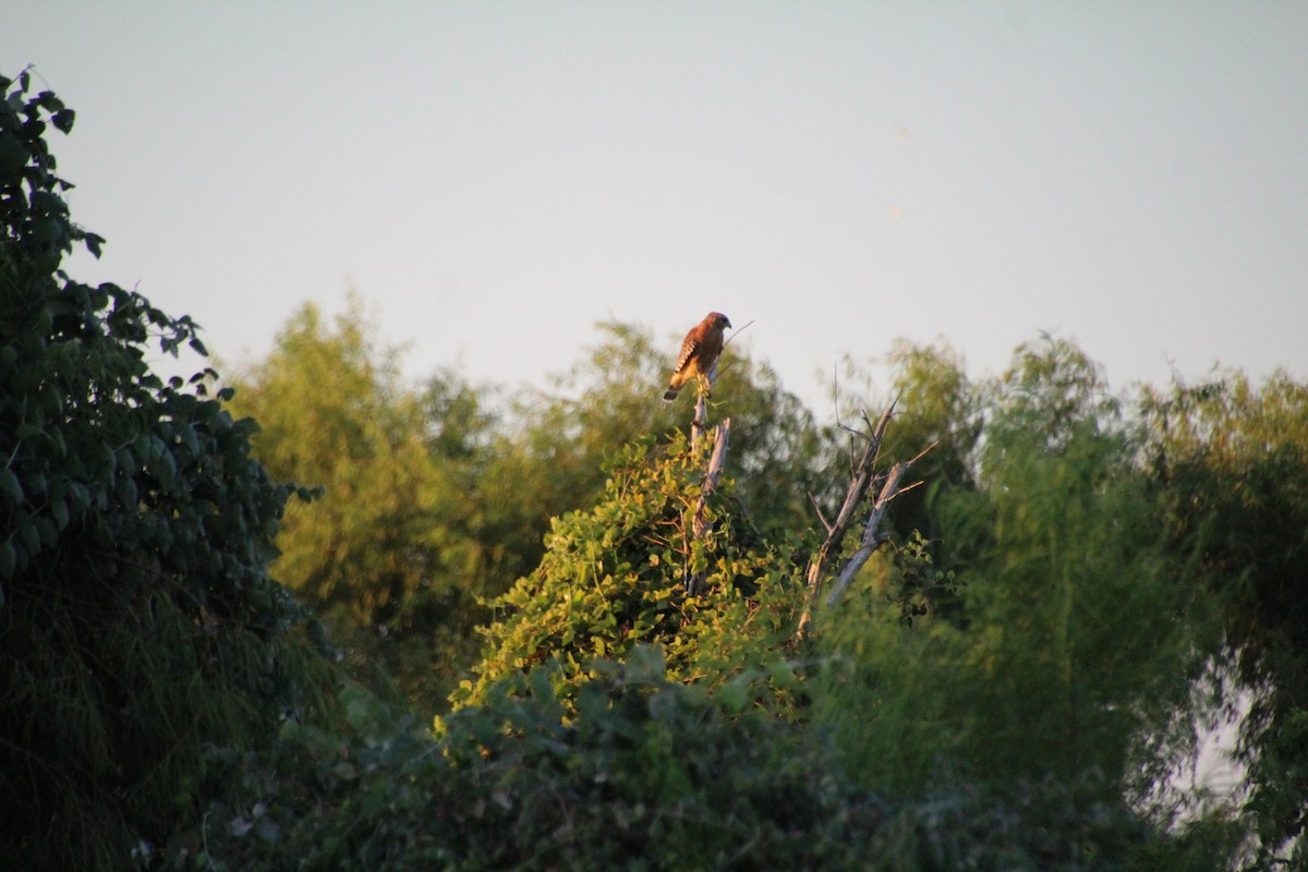 Red-shouldered Hawk - ML643519519