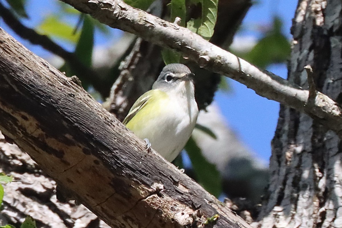 Blue-headed Vireo - ML643519521
