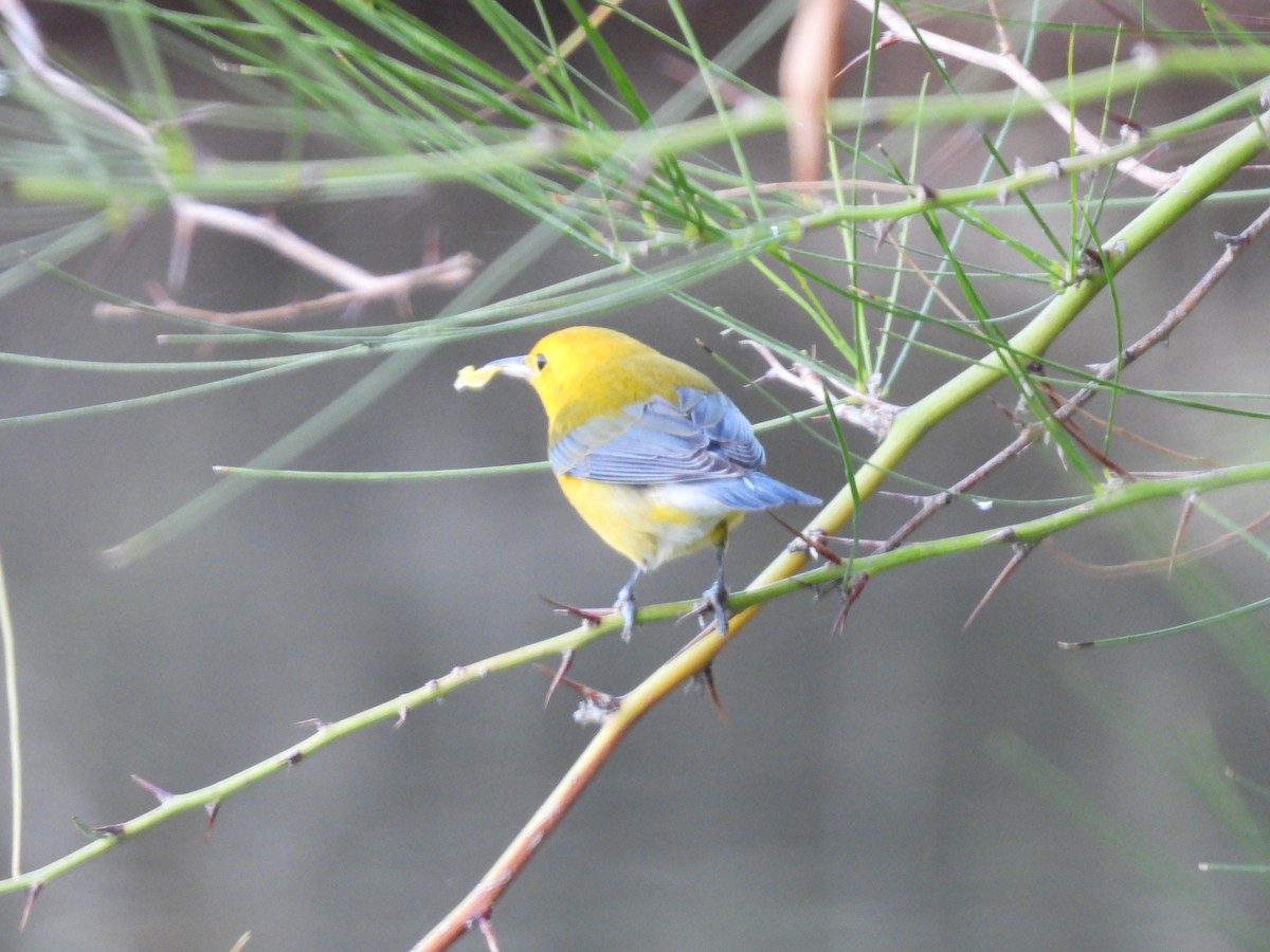 Prothonotary Warbler - ML643519528